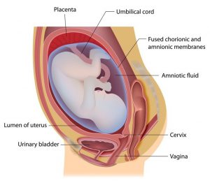 How To Know If You Are Having An Amniotic Fluid Leak? - ShrewdMommy