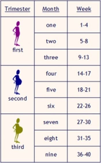 Pregnancy Chart