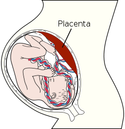 What Is Placenta